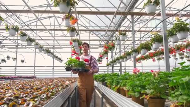 Usmívající se květinářství nese květiny na podnose ve skleníku. koncepce jarního zahradničení — Stock video