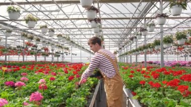 Erkek bahçıvan serada çiçeklerle uğraşırken bitkilerle ilgileniyor. Yaşam biçimi