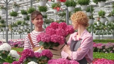 Çiçekçi çiftimiz serada ortanca çiçekleriyle çalışıyor. Tulumlu işçi, elinde tahta kutu, önlüklü kadın ona yardım et ve saksıya çiçek koy.