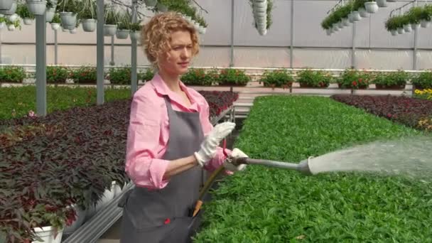Zahradnice zalévající rostliny hadicí. Koncepce ekologického zemědělství a jarního zahradničení. — Stock video