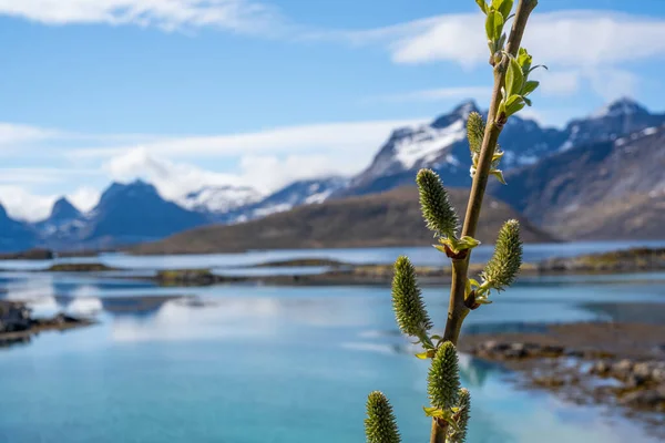 Kevät konsepti Norjassa kauniita vuoria — kuvapankkivalokuva