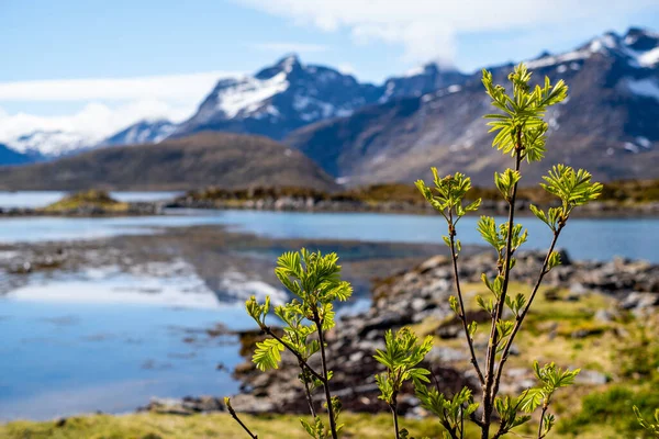Vårkonsept i Norge – stockfoto