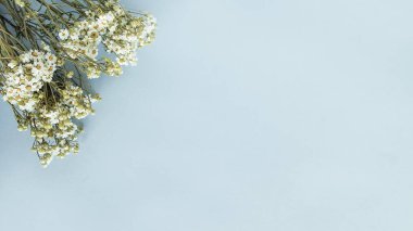 Kurumuş papatya çiçeklerinin üst görüntüsü. Boşluğu kopyala