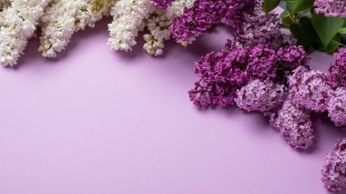 Renkli arka planda leylak. Bahar zamanı konsepti. Boşluğu kopyala