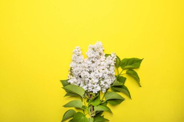 Sarı arka planda beyaz leylak çiçekleri. 