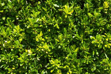 Yeşil yapraklar arka plan. Bahçede yeşil yapraklar