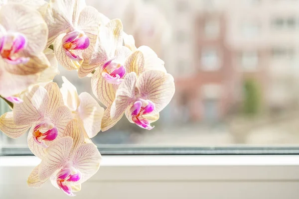 Bellissimo Fiore Orchidea Vicino Alla Finestra Spazio Testo Immagine Stock