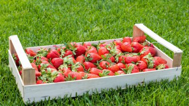 Yeşil çimenlikteki bir kutuda lezzetli taze çilekler. 