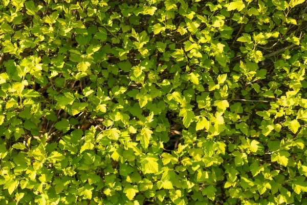 Grün Hinterlässt Hintergrund Sommerlicher Hintergrund — Stockfoto