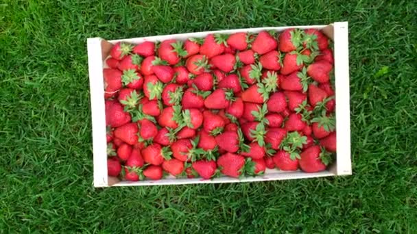 Aardbeien Een Doos Een Groen Gras Verse Bessen — Stockvideo