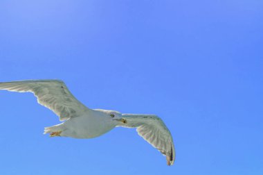 Güzel martı kuşu güneşli bir günde mavi gökyüzüne karşı