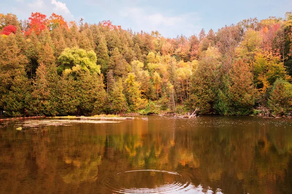 Uitzicht over de vijver op groen oranje rood meegebracht herfst bos onder de blauwe hemel — Stockfoto