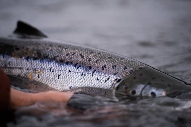 Bir balıkçı soğuk suya vahşi Atlantik gümüş somon balığı salıyor.