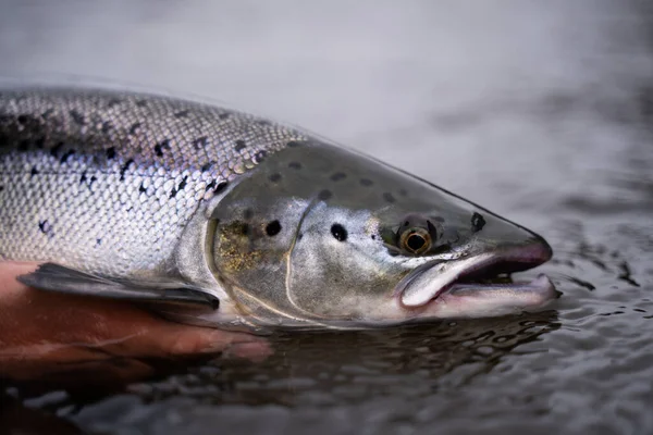 Un pescador libera salmón plateado del Atlántico salvaje en el agua fría — Foto de Stock