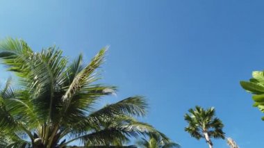 Hindistan cevizi ağaçları ve mavi gökyüzü. Nang Tanga Sahili, Phangnga, Tayland 'da. Yazın manzara manzarası. Güzel sahil, Andaman Denizi 'nde ünlü bir turizm merkezidir. 4K