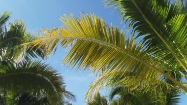 Hindistan cevizi ağaçları ve mavi gökyüzü. Nang Tanga Sahili, Phangnga, Tayland 'da. Yazın manzara manzarası. Güzel sahil, Andaman Denizi 'nde ünlü bir turizm merkezidir. 4K