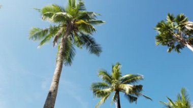 Hindistan cevizi ağaçları ve mavi gökyüzü. Nang Tanga Sahili, Phangnga, Tayland 'da. Yazın manzara manzarası. Güzel sahil, Andaman Denizi 'nde ünlü bir turizm merkezidir. 4K