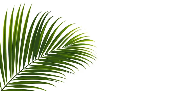 在白色背景上的椰子树叶 具有热带叶型设计元素的剪切路径 — 图库矢量图片