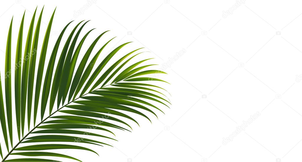 Coconut leaves on white background with clipping path for tropical leaf design element.vector illustration design