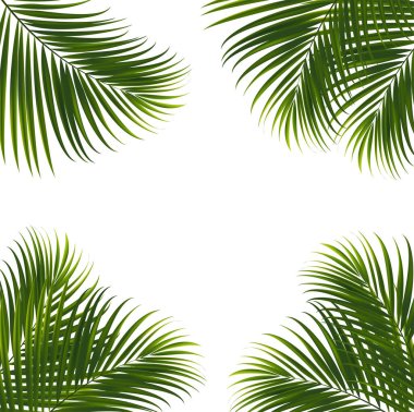 Tropikal yaprak tasarım elementi için kırpma yolu olan beyaz arkaplanda hindistan cevizi yaprakları. vektör illüstrasyon tasarımı