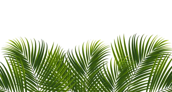 Coconut Leaves White Background Clipping Path Tropical Leaf Design Element — Stock Vector