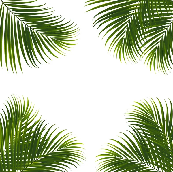 Coconut Leaves White Background Clipping Path Tropical Leaf Design Element — Stock Vector