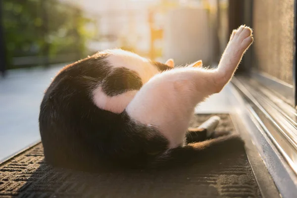 Gato Blanco Negro Sentado Sobre Fondo Soleado — Foto de Stock