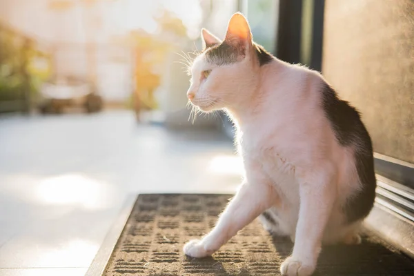 Gato Blanco Negro Sentado Sobre Fondo Soleado — Foto de Stock