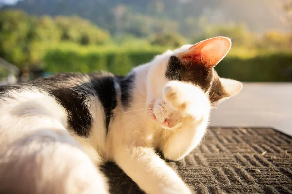 Gato Blanco Negro Sentado Sobre Fondo Soleado — Foto de Stock