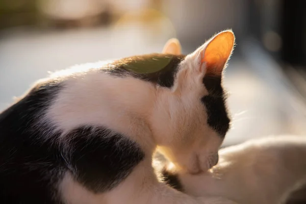 Gato Blanco Negro Sentado Sobre Fondo Soleado — Foto de Stock