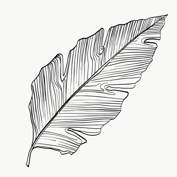 卡拉喜亚叶子 异国热带叶线艺术 抽象的现代或极小的植物线 完美的家居装饰 如海报 矢量插图设计 — 图库矢量图片