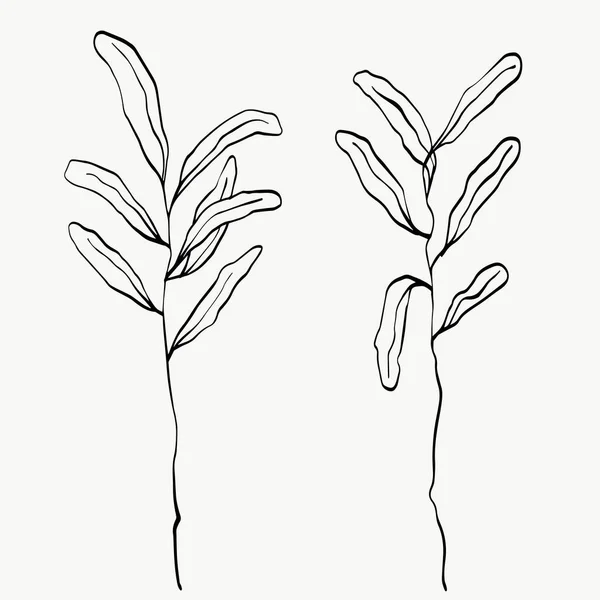 Botanické Listí Čárového Umění Abstraktní Moderní Nebo Minimální Linie Rostlin — Stockový vektor