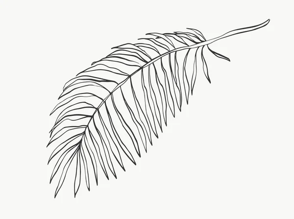 Monstera Φύλλα Γραμμή Τέχνης Αφηρημένη Σύγχρονη Ελάχιστη Γραμμή Φυτών Ιδανικό — Διανυσματικό Αρχείο