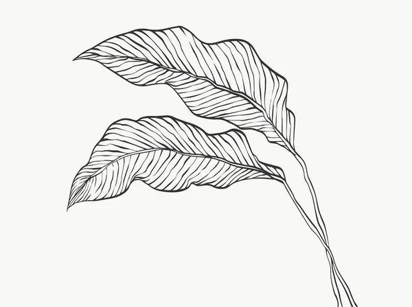 Canavar Yaprak Çizgisi Sanatı Soyut Modern Asgari Bitki Çizgisi Poster — Stok Vektör