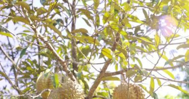 Tropikal meyve durian, Güneydoğu Asya 'da bir durian fidanlığında bir ağaçta bulunur. Meyve, yiyecek, doğa, tarım, yaşam tarzı kavramları. Video 4K.
