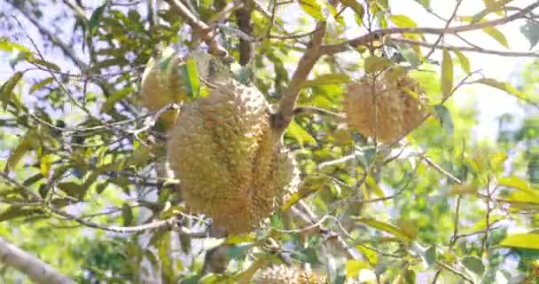 Den Tropiska Frukten Durian Sitter Ett Träd Duriansk Plantage Sydostasien — Stockvideo