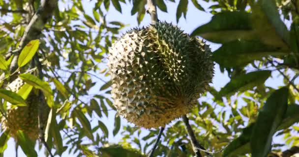 Den Tropiska Frukten Durian Sitter Ett Träd Duriansk Plantage Sydostasien — Stockvideo