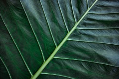Colocasia esculenta yaprakları tropikal bitkilerdir. Koyu yeşil renkli büyük yaprakları vardır. Tatil köyü kavramı, doğa, sağlık, rahatlama.