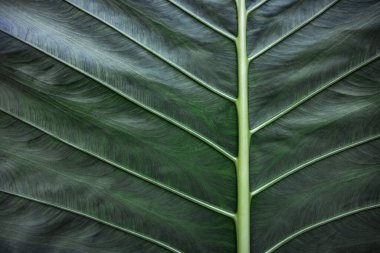 Colocasia esculenta yaprakları tropikal bitkilerdir. Koyu yeşil renkli büyük yaprakları vardır. Tatil köyü kavramı, doğa, sağlık, rahatlama.