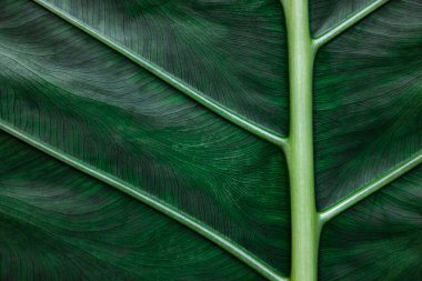 Colocasia esculenta yaprakları tropikal bitkilerdir. Koyu yeşil renkli büyük yaprakları vardır. Tatil köyü kavramı, doğa, sağlık, rahatlama.