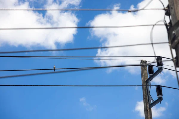 Pigeon Perched Power Line Clear Day Blue Sky White Clouds — Stock Photo, Image