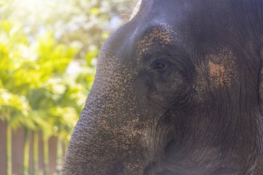 Tayland 'ın fili. Fil Sığınma Merkezinde filler
