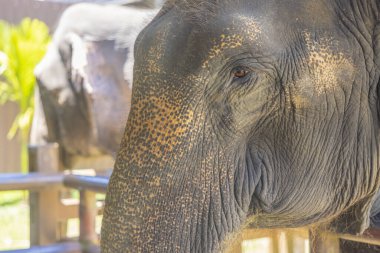 Tayland 'ın fili. Fil Sığınma Merkezinde filler