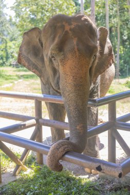 Tayland 'ın fili. Fil Sığınma Merkezinde filler
