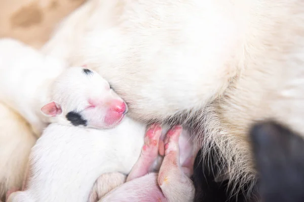 Primo Piano Del Cucciolo Con Cane Madre Casa Cane Cuccioli — Foto Stock