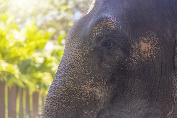 Tayland 'ın fili. Fil Sığınma Merkezinde filler