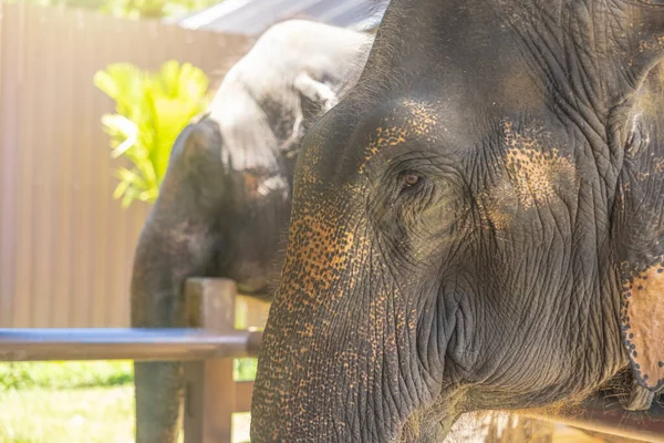 Tayland 'ın fili. Fil Sığınma Merkezinde filler