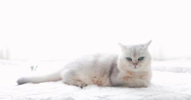 Şirin gümüş gölgeli İngiliz Shorthair kedisi yumuşak ortam aydınlatmalı beyaz bir battaniyenin üzerinde rahatça dinleniyor. Sevimli hayvan dinleniyor ve huzur içinde uyuyor. Yüksek kaliteli 4K video. Evcil hayvanlar hakkındaki kavramlar.
