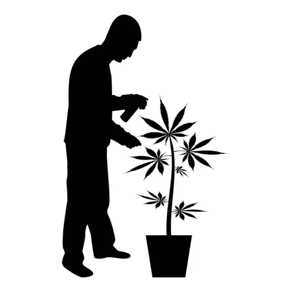 Silhouette Man Caring Marijuana Plant Pot Water Spraying Using Hand — Stok Vektör