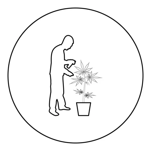 Homme Soignant Une Plante Marijuana Pot Pulvérisation Eau Aide Arroseur — Image vectorielle